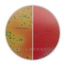李斯特氏菌显色培养基（改良型）