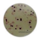 沙门氏菌选择性显色培养基